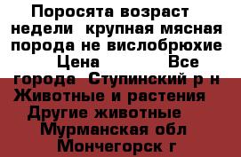 Поросята возраст 4 недели, крупная мясная порода(не вислобрюхие ) › Цена ­ 4 000 - Все города, Ступинский р-н Животные и растения » Другие животные   . Мурманская обл.,Мончегорск г.